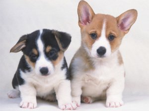 Cute Puppies Jigsaw Puzzle