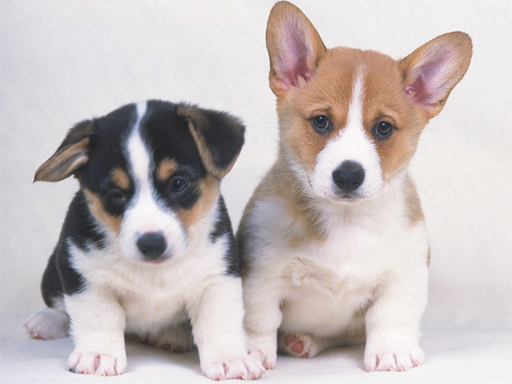 Cute Puppies Jigsaw Puzzle